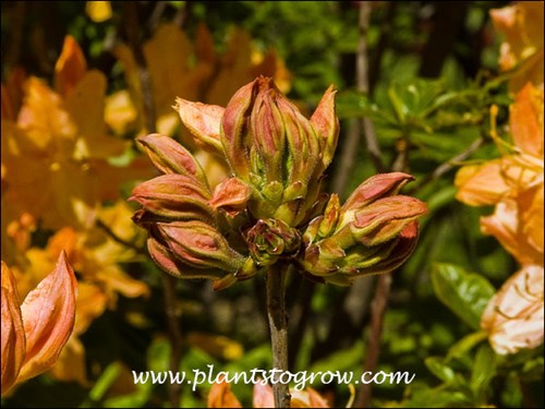 flower bud (may 18)